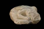 067_Der Frosch0001_Alabaster_Tombrink_Skulptur